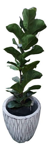 Planta Ficus Lyrata + Maceta Envío Gratis 