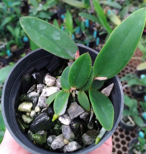 Cattleya Aclandiae Albescens Leticia Self - 2 Anos P Florir