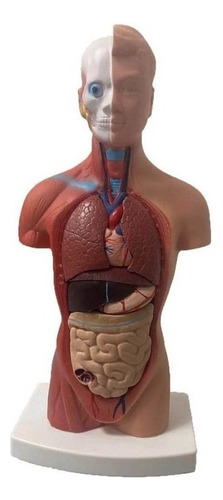 28cm Anatomía Del Torso Humano Modelo Vísceras Corazón Cereb
