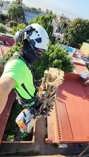 Poda De Arboles Tala Extracciones Escalador Con Seguro Gasto