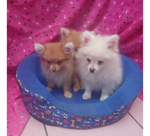 Chihuahuas De Pelo Largo - Cachorros Chihuahua