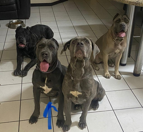 Imagen 7 de 7 de Cane Corso Camada Nueva