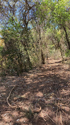 Imagen 2 de 6 de Se Vende Terreno Boscoso En Acaxochitlan, Hidalgo.