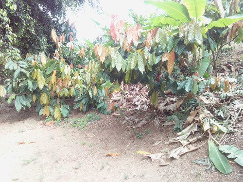 Imagen 13 de 17 de Finca En Venta Excelente Ubicación Miranda-carabobo