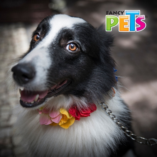 Correa Para Perros Cadena Colores 2.0 Mm/120 Cm Fancy Pets Color Negra