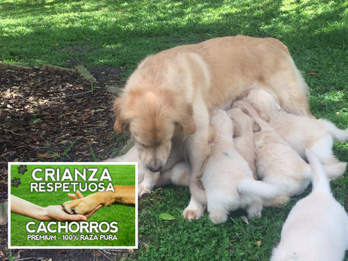 Hermosisimas Golden 100% Puras Crianza Respetuosa Cachorros.