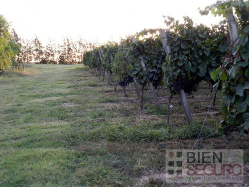 Chacra De 11 Hás, Con Bodega Y Viñedos, En Venta Próximo A Toledo