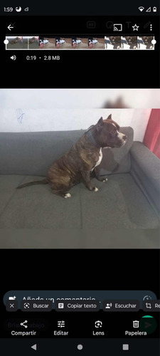 Vendo Perrita American Bully