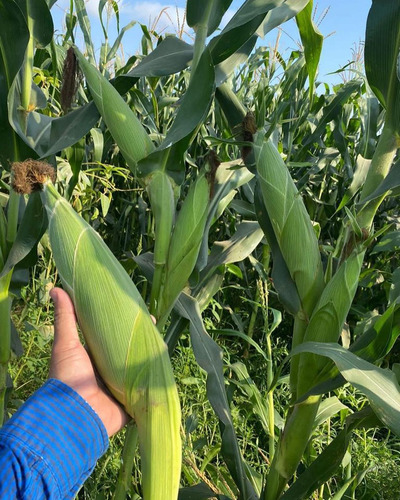 Semilla De Maiz Hibrido Amarillo Para Silo H-386 Forrajero