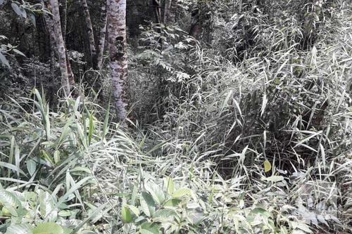 Imagem 5 de 5 de Lote À Venda No Arvoredo - Código 274038 - 274038