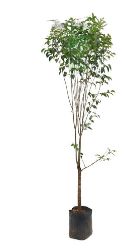 Árbol Trueno 2.5m 