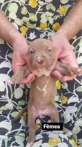 Imagem 1 de 5 de Vendo Filhote De Pitbull Red Nose Com Pit Monster.