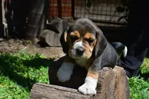 Comprar Cachorros  Beagle Tricolor