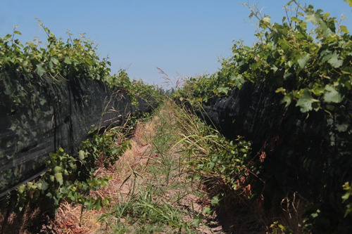 Imagen 8 de 30 de Vendo Finca 57 Hectareas Con Dos Perforaciones En Goudge- San Rafael