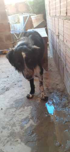 Imagem 4 de 4 de Cachorro De Raça Border Collie