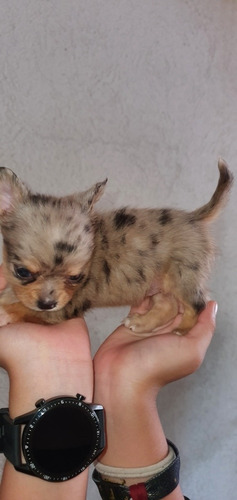 Chihuahua Exótico Merle Chihuahueño (Usado)