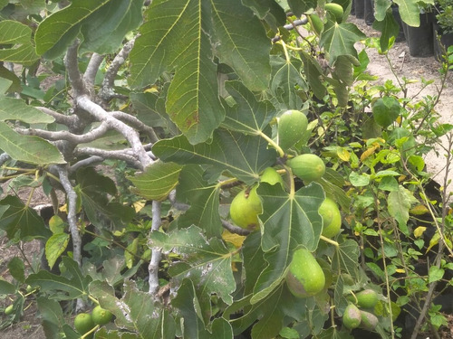 Higueras