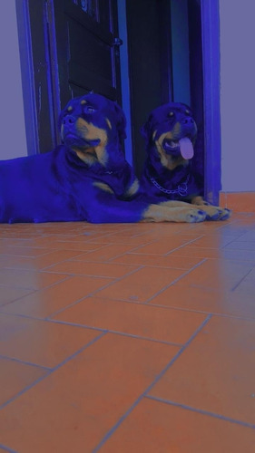 Imagem 3 de 3 de Rottweir