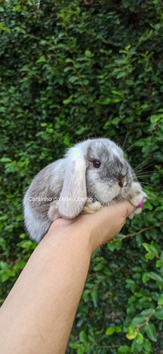 Mini Lop Uruguaio, Mini Coelho, Mini Lop