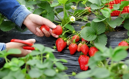 Adubo Para Morango - Fósforo P30% 5 Litros