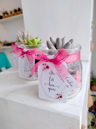 Imagen 2 de 10 de Recuerdos Souvenirs Plantas Vivas Terrarios