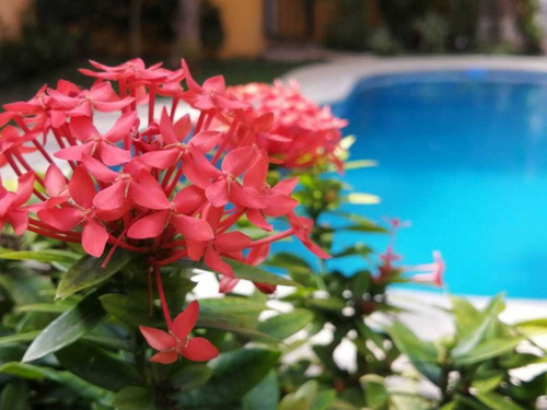 Imagen 16 de 30 de En Venta Hotel En Playa Del Carmen A Unos Metros De La 5 Avenida C2944