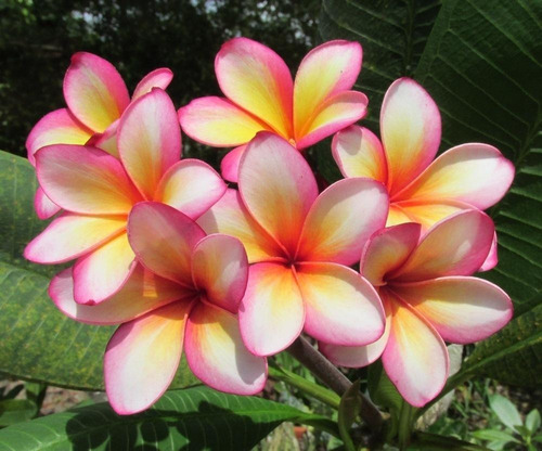 Plumeria Rubra Color Arcoiris