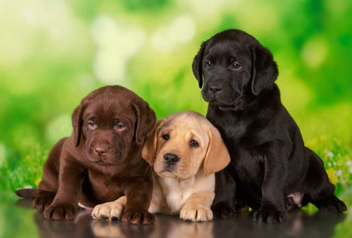 Labrador Cachorros Pureza Garantizada, Genética Y Pureza