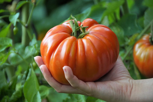 25 Semillas De Tomate Heirloom Variedad Brutus + Regalo