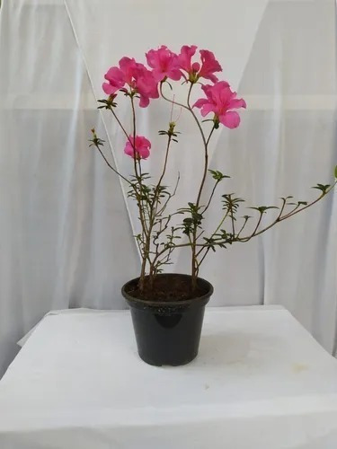 Planta Rododendron - Azaléia - Bonsai - Feng Shui | Parcelamento sem juros