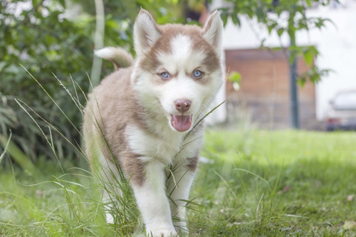 Imagen 3 de 10 de Husky Siberiano Manto Rojo Hembra