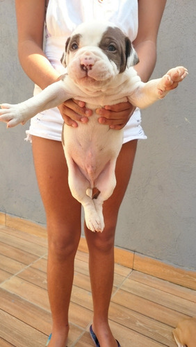 Imagem 4 de 5 de Pitbull