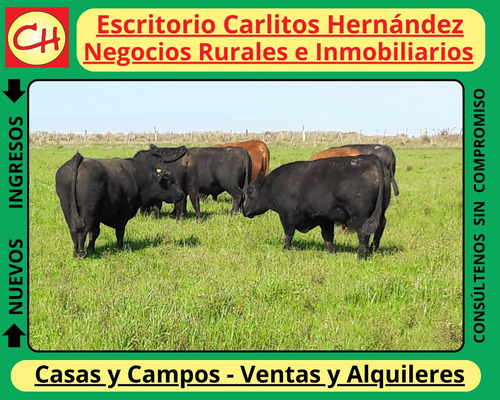 Ref 1054) Campo Con Establecimiento Completo Agricola Ganadero Para Arrendar Zona 25 De Mayo En Florida Es De Unas 370 Hectareas Con Casco , Galpones , Casa De Personal , Muy Buenas Aguadas Naturales