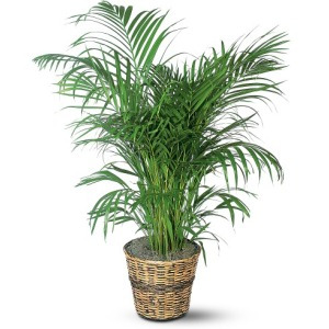 10.000 Sementes Palmeira Areca Bambu D.lutescens Fret Gratis