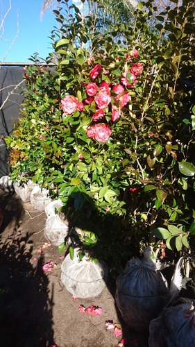 Imagen 9 de 9 de Camellia Japonica (camelia, Camelio Común) 30lts