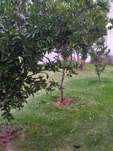 Imagem 6 de 14 de Bela Chácara Antes Do Centro De Ibiúna