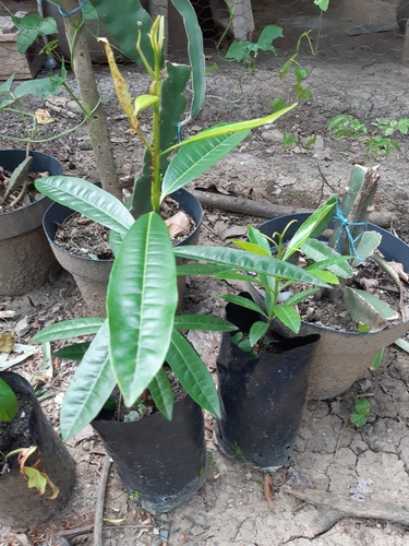 Esqueje De Pi-mienta Gorda Negra