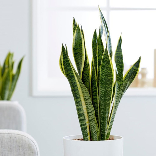 Sansevieria, Espada De San Jorge, Lengua De Suegra, Planta