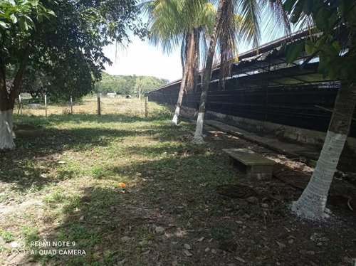 Imagen 7 de 17 de Finca De 12 Hectareas De Gallinas Ponedoras En Villa De Cura