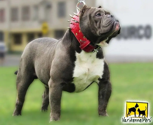 Collar Puas American Bully Pitbull | Cuotas sin interés