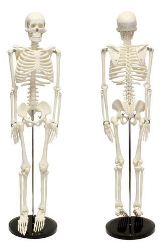Esqueleto Humano 85cm Modelo Anatómico Educativo