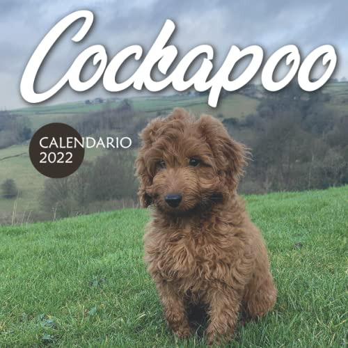 Cockapoo Calendario 2022: Calendario 12 Meses 2022 - 8 5 X 8