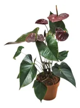 Comprar Plantas Vivas De Anturio Pack De 4 Plantas Y 4 Colores