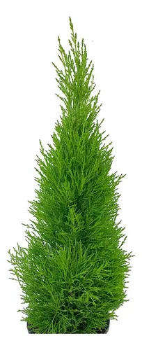 Cupressus Lambertiana (cupressus Macrocarpa) P Cercos !