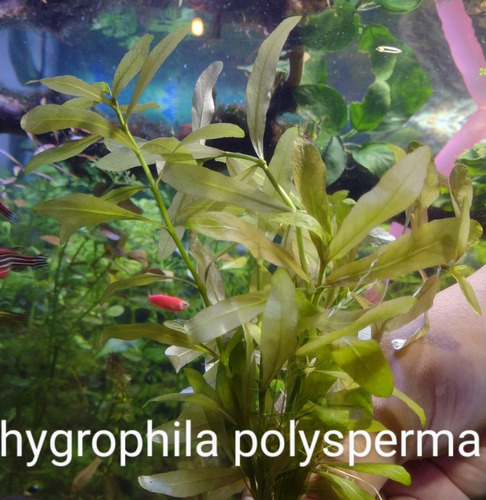Planta Acuatica Hygrophila Polysperma