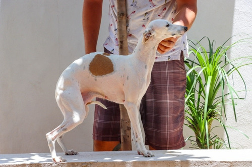 Whippet Macho Cachorros