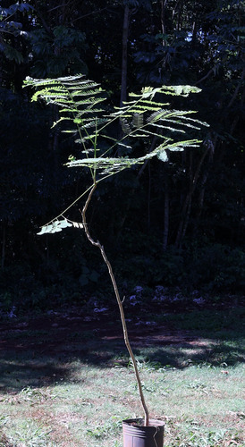 Planta Timbo Enterolobium Contortisiliquum 160 Cm Envios
