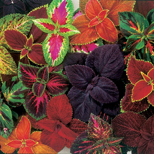 Semillas Ornamental Coleus Blumei Mix Colores + Manual 