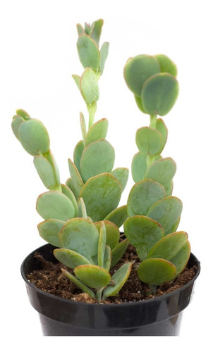 Kalanchoe Marnieriana Com 15cm A 20cm Enraizada