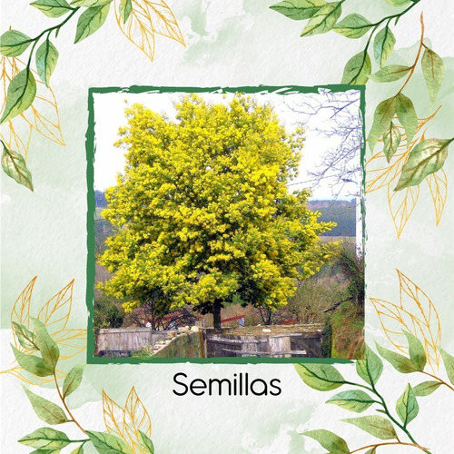 10 Semillas De Árbol Acacia Amarilla 